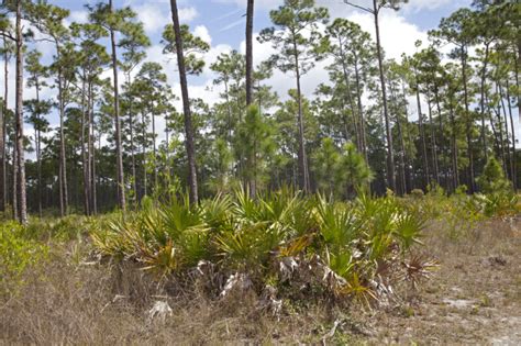 Group Of Saw Palmettos In Front Of Tall Pine Trees Clippix Etc