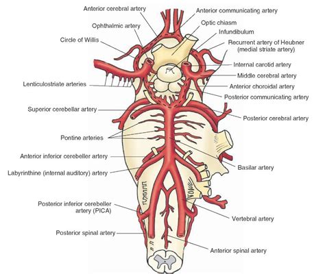 Cerebral Artery Anatomy Anatomical Charts Posters
