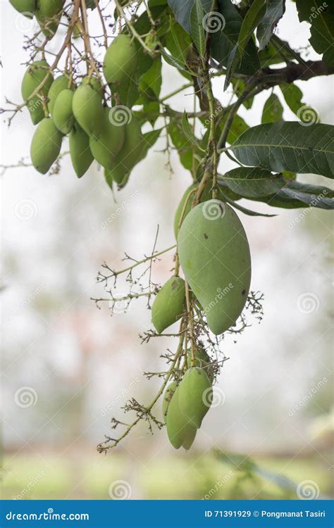 Green Mango Fruit Is Growing On A Tree Stock Image Image Of Concept