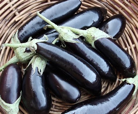 Slur used mainly by italians. Melanzane ripiene (Stuffed eggplant) — Cooking With Rosetta
