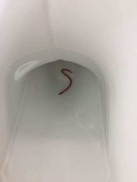 Its alternate ore version is the lead bar. There's a worm in my toilet | Mumsnet