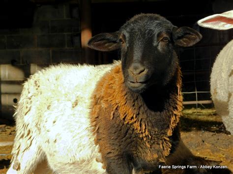 Hair Sheep Breeds The Right Choice For You Countryside