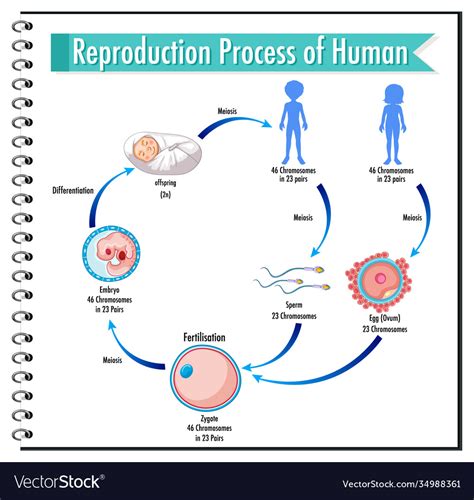 reproduction process human infographic royalty free vector