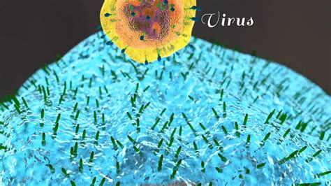Virus Infection Animation Youtube