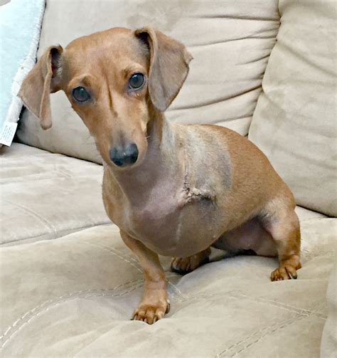 Quickly and easily schedule an appointment time that is convenient for you and your pet. Pima Animal Care Center | Petfinder Foundation