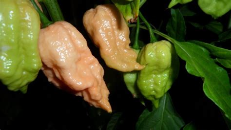 Jay S Peach Ghost Scorpion Seeds Peppers Hot SeedWise Com