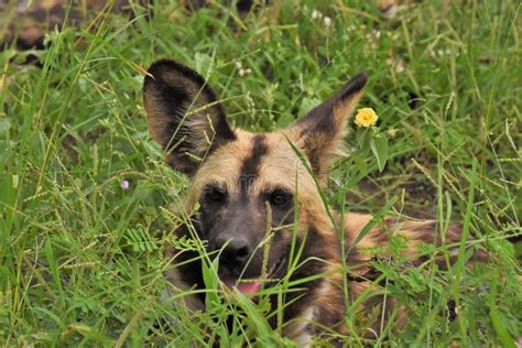 Afrikaanse Wilde Hond Stock Afbeelding Image Of Geel 88303477