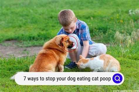 Learn 7 Ways That You Can Stop Your Dog Eating Cat Poop