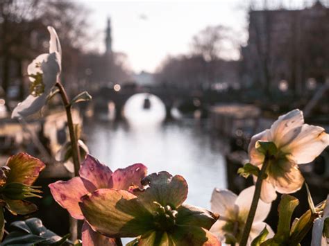 Visiting Amsterdam In Spring 7 Bucket List Experiences The Portable Wife