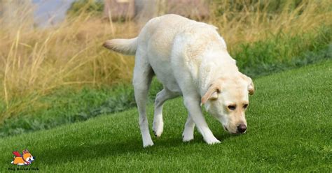 Labrador Retriever Price In India Octomber 2023 Dogbreedshub