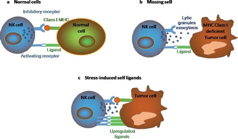Nk Cells In Cancer Immunotherapy Intechopen