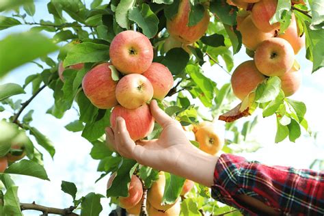 Fall into Apple Picking at These Nearby Maryland Farms