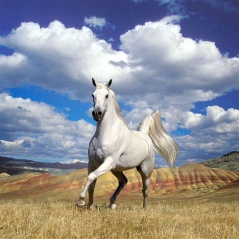 10 Best Horses Pics For Backgrounds Full Hd 1920×1080 For Pc Desktop 2023