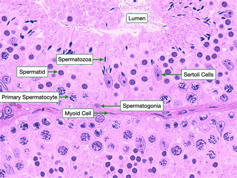 Male Reproductive System Reading Php Lab