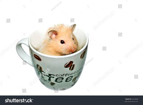 Cute Hamster Coffee Cup Stock Photo 3614058 Shutterstock