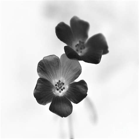 Tiny Wild Flowers Black And White Negative Photograph By Dee Leah G
