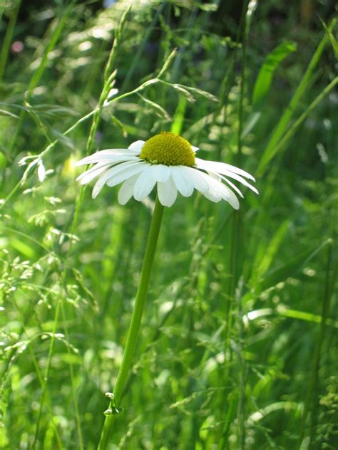 Marguerite Flower Free Photo Download Freeimages