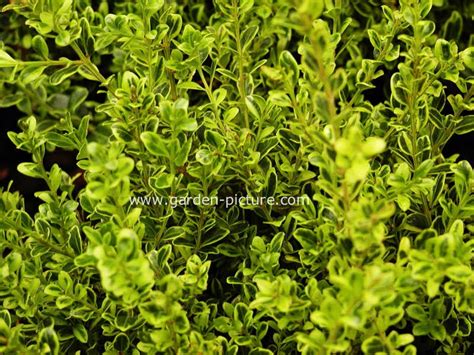 Buxus Microphylla Peergold Golden Dream