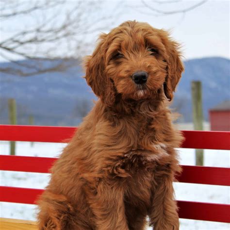 If you are unable to find your irish doodle puppy in our puppy for sale or dog for sale sections, please consider looking thru thousands of irish doodle dogs for adoption. Irish Doodle Puppies For Sale • Adopt Your Puppy Today ...