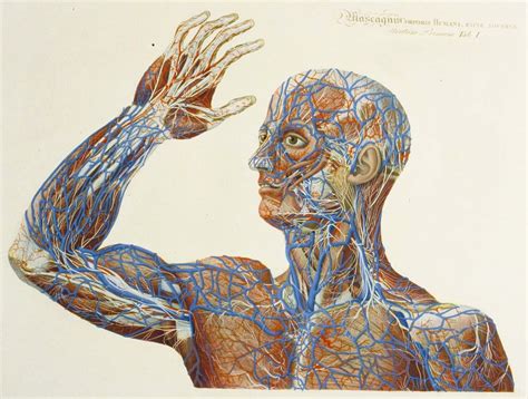 Human Anatomy Wallpapers 1080p Medical Wallpaper Human