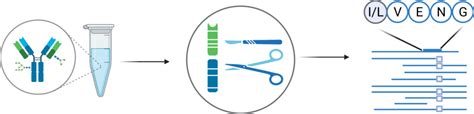 Antibody Protein Sequencing Service De Novo Lc Msms Solution