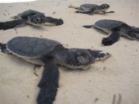 5 Things You Didnt Know About Cancun Amstardmc Sea Turtles