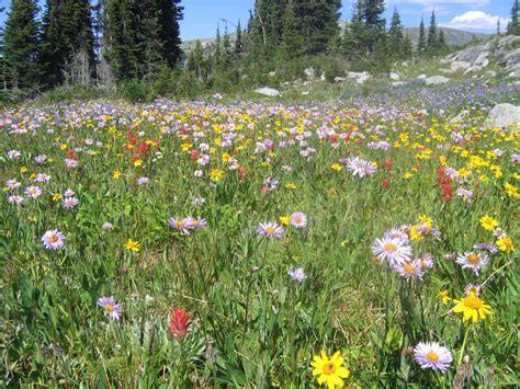 Mountain Wildflowers Free Stock Photo Public Domain Pictures