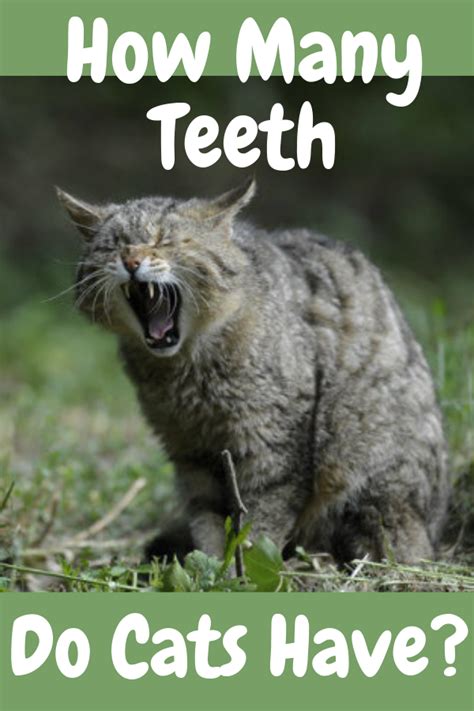 In kittens, there are 26 milk teeth, also called primary, baby, or deciduous teeth. How Many Teeth Do Cats Have? Tabby cat, cute cat, grey cat ...