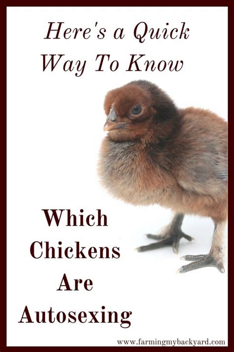 Heres A Quick Way To Know Which Chickens Are Autosexing Farming My