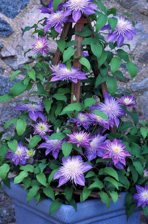 Maybe you would like to learn more about one of these? 36 Best Blue Flowers To Grow In Containers | Balcony ...