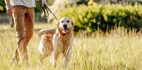 Man Walking Golden Retriever In Nature Stock Image Image Of Back