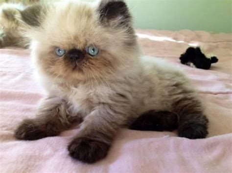 Beautiful Cfa Registered Persian Himalayan Kittens Available Now For