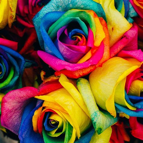 How To Grow Rainbow Roses