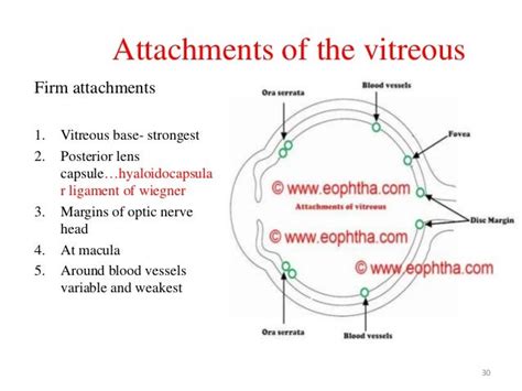 Anatomy Of The Vitreous Body