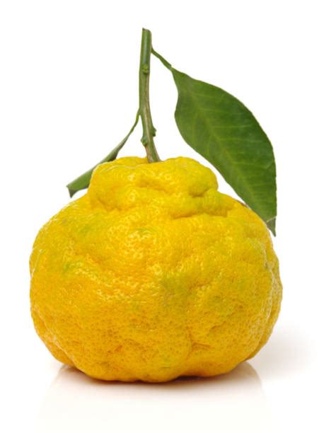 Ugli fruit is scientifically known as citrus reticulata x citrus paradisi and is an unusual hybrid of the tangerine, orange, and grapefruit. Ugli Fruit Stock Photos, Pictures & Royalty-Free Images ...