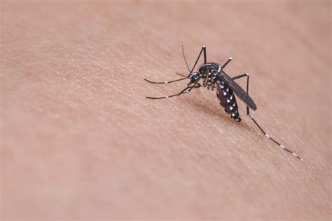 How To Prevent Mosquito Bites In Orlando