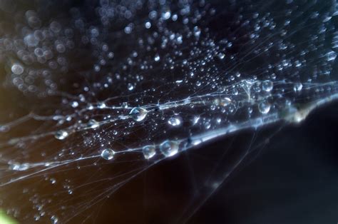 Wallpaper Sunlight Water Drops Ice Frost Spiderwebs Dew
