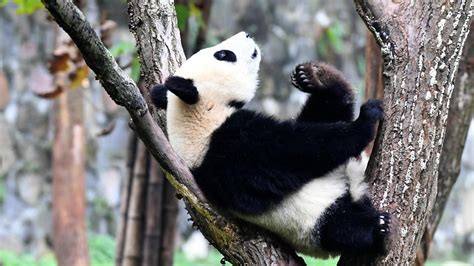 Captive Pandas Rise To 600 Globally Cgtn