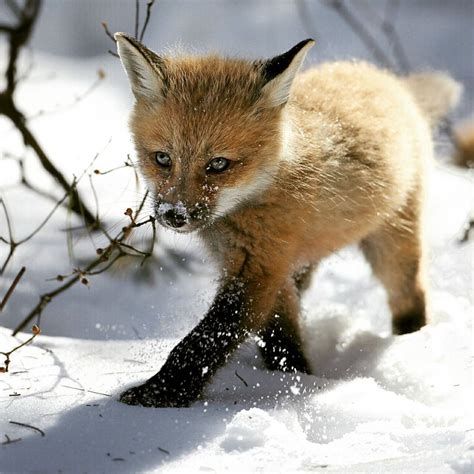15 Stunning Winter Fox Photos Thatll Make You Fall In