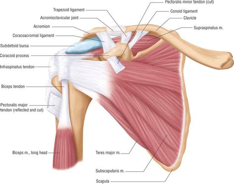 The transverse humeral ligament is not shown on this diagram. 8 Ways to Treat a Rotator Cuff Injury