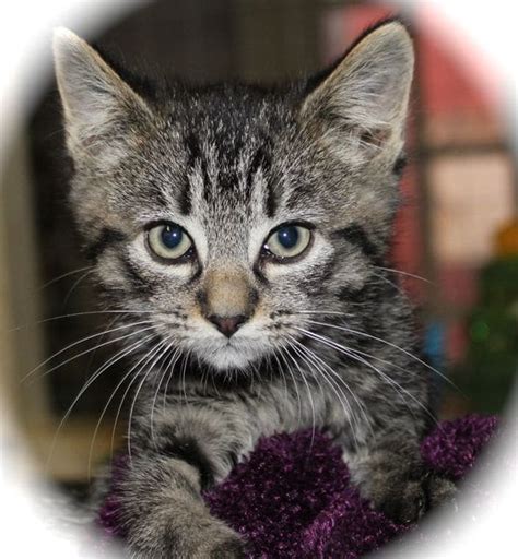 Silver Tabby Kitten For Adoption Pet Samaritans