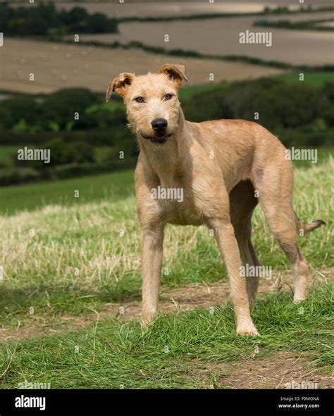 Bull Lurcher High Resolution Stock Photography And Images Alamy