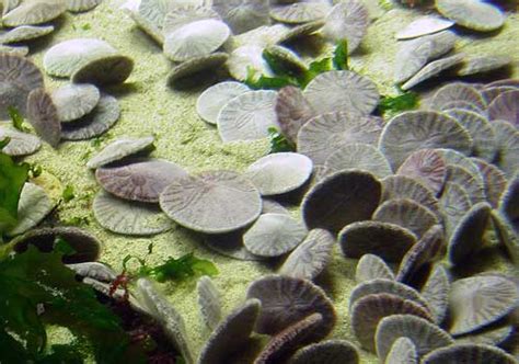 The West Coasts Living Sand Dollars