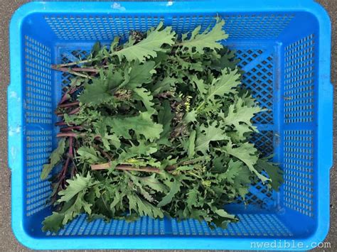 When And How To Harvest Kale Florets Northwest Edible Life