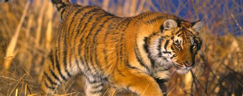 Bengal Tiger Endangered Species Animal Planet