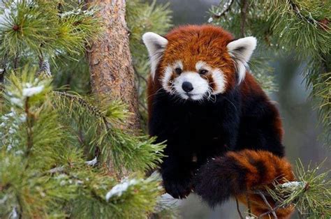 Looks Somewhat Like A Red Fox Red Panda Cute Animals Red Panda Cute