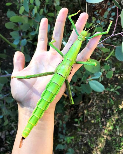 Giant Lime Green Stick Insect For Sale Richards Inverts