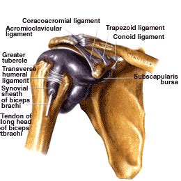 Biceps tendon tenotomy, or tendon release, is a commonly used technique used to relieve pain caused by biceps tendinopathies. Shoulder Anatomy Page 16