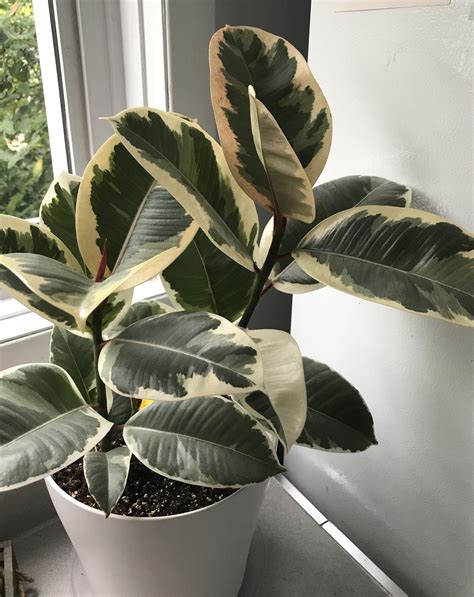 Had This Variegated Rubber Plant For Just Over A Month Grown About