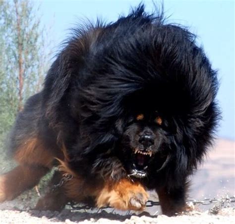 Caucasian Ovcharka Scary Bear Dog Eats Burglars For Fun Dangerous
